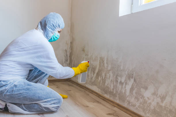 Licensed Mold Remediation service in Augusta, MI - WQB Mold Removal