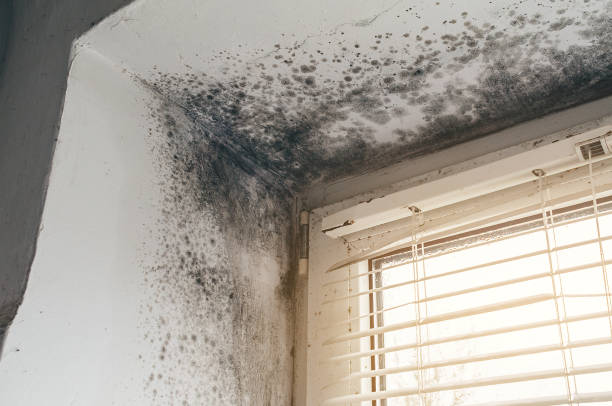 Affordable Mold Remediation solutions in Augusta, MI