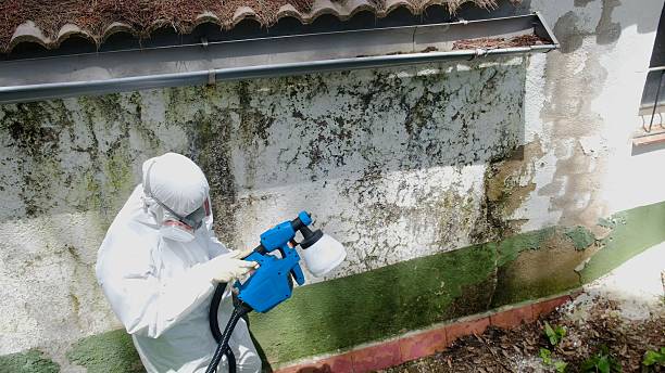 Top rated local Mold Remediation specialists in Augusta, MI